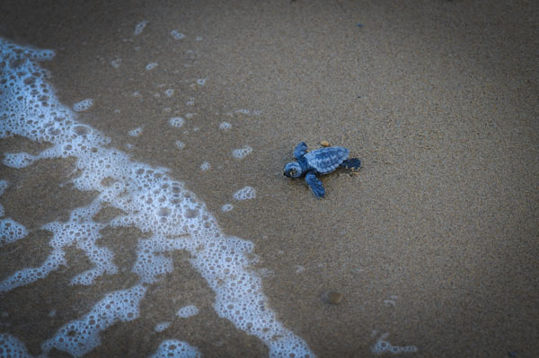 caretta caretta motorboats zakynthos