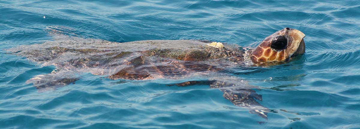 loggerhead-sea-turtles