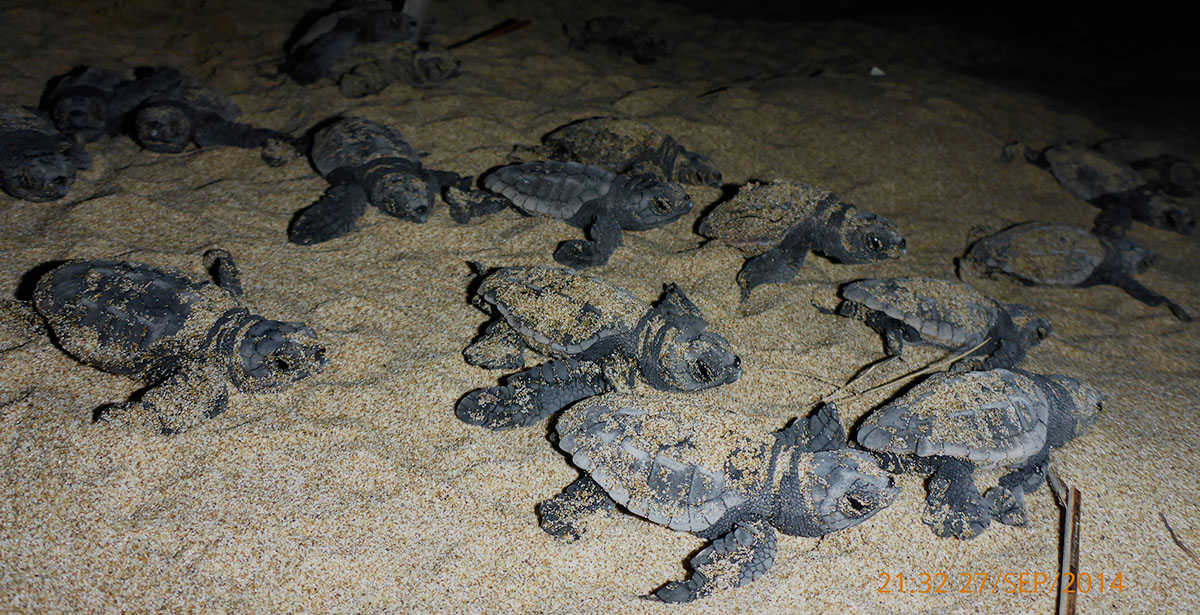 loggerhead sea turtle hatchlings