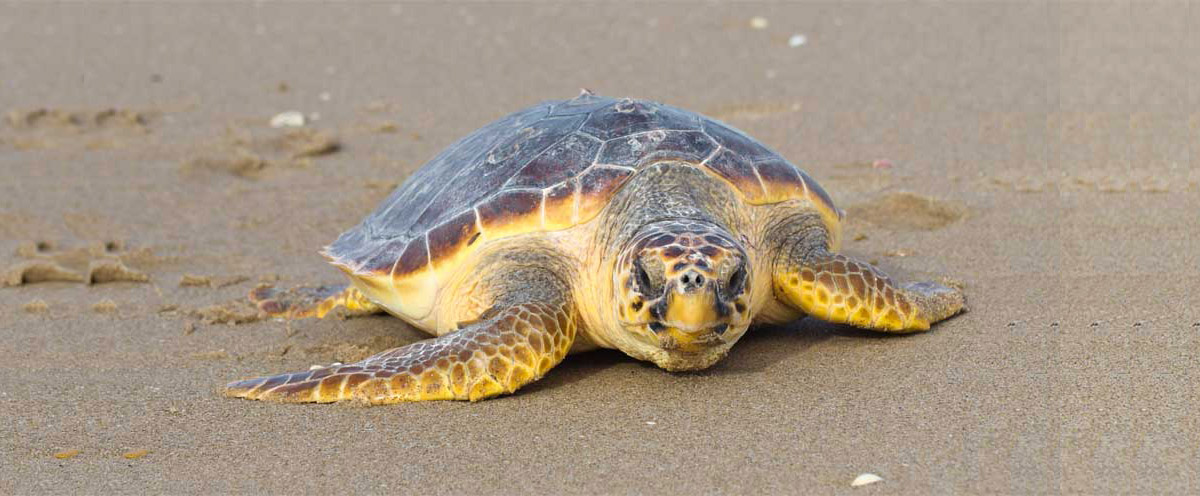 Loggerhead Sea Turtle Physical Characteristics